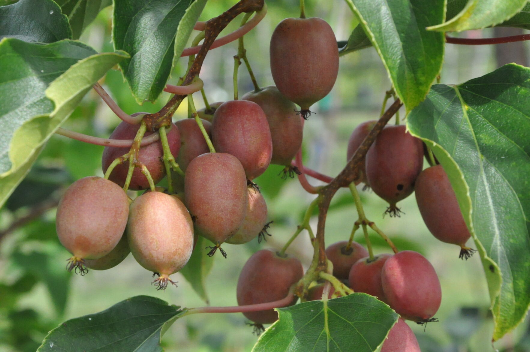 close-up-shot-kiwiberry.JPG